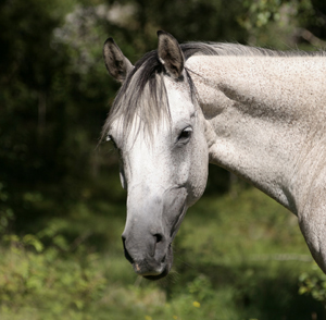 New Dawn x (50 % ox), sto (e. Bajano ox – u. Svarta Maja xx e. Toe Hold xx)