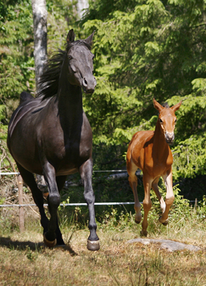 Noblezze x (50 % ox), svart sto (e. El-Hiko ox – ue. Toe Hold xx – Caracas xx). Springtime x (50 % ox), brun hingst född 3 maj 2008 (e. Kilroy x). Uppfödare: Stensnäs Anglostuteri. Foto: Anki Lundberg, Småland, 7 juni 2008.