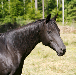 Noblezze x (50 % ox), svart sto (e. El-Hiko ox – ue. Toe Hold xx – Caracas xx). Bor, Småland, 7 juni 2008. Uppfödare: Lena Bengtsson, Stensnäs Anglostuteri. Foto: Anki Lundberg.