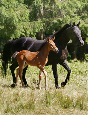 Noblezze x (50 % ox), svart sto (e. El-Hiko ox – ue. Toe Hold xx – Caracas xx). Springtime x (50 % ox), brun hingst född 3 maj 2008 (e. Kilroy x). Uppfödare: Stensnäs Anglostuteri. Foto: Anki Lundberg, Småland, 7 juni 2008.