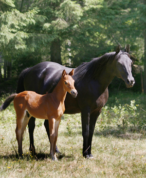 Noblezze x (50 % ox), svart sto (e. El-Hiko ox – u. Svarta Maja xx e. Toe Hold xx – Caracas xx). Springtime x (50 % ox), brun hingst född 3 maj 2008 (e. Kilroy x). Uppfödare: Stensnäs Anglostuteri. Foto: Anki Lundberg, Småland, 7 juni 2008.