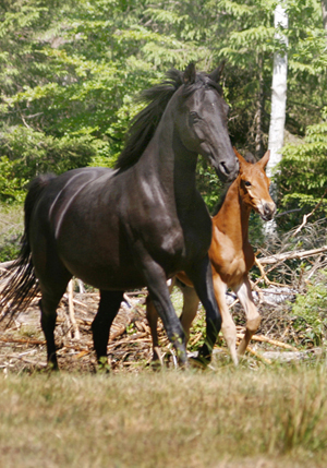 Noblezze x (50 % ox), svart sto (e. El-Hiko ox – ue.Toe Hold xx – Caracas xx). Springtime x (50 % ox), brun hingst född 3 maj 2008 (e. Kilroy x). Uppfödare: Stensnäs Anglostuteri. Foto: Anki Lundberg, Småland, 7 juni 2008.