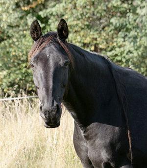 Noblezze x (50 % ox) svart sto född 1999 (e. El-Hiko ox – u. Svarta Maja xx e. Toe Hold xx – Caracas xx). Uppfödare: Lena Bengtsson, Stensnäs Anglostuteri, Bor, Småland. Foto: Anki Lundberg, 16 september 2009 Bor, Småland.
