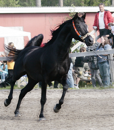 Homozygot svarta arabhingsten Nordique (e. Noir – u. Lanoire e. Saturn PL) i Luleå. Fadern Noir är efter championhingsten Aloes. Modern Lanoire har det välmeriterade galoppstoet Saletra, samt de berömda hingstarna Probat och Algomej i sin härstamning. Foto: Anki Lundberg, Piteå 2008.
