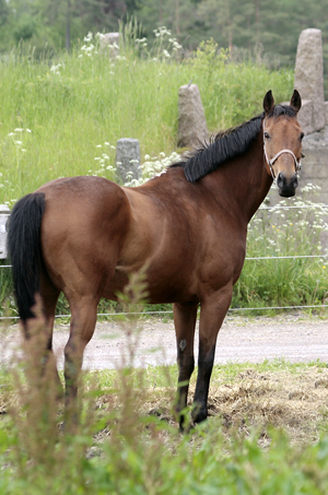 North Star xx (e. Regal Parade IRE – ue. Legend of France USA). North Star betäcktes med Elcatero ox i juni 2009. Stoet har sprungit in 316.435 kronor på 95 starter (8-6-12). Uppfödare: Jenny Lindh, Vimmerby. North Star har lämnat ridponnyavkomman Angel of North (e. Hedlanda Good Boy RNF 85), visad på 3-års test i Nybro september 2009, resultat: 888978=48p, samt två utmärkelser. Fick 49 poäng på hoppningen. Foto: Anki Lundberg, 8 juni 2009, Gamleby, Småland.