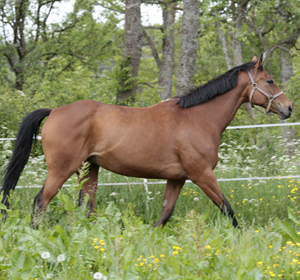 North Star xx (e. Regal Parade IRE – ue. Legend of France USA), mkh: 155 cm. North Star betäcktes med Elcatero ox i juni 2009. Stoet har sprungit in 316.435 kronor på 95 starter (8-6-12). Uppfödare: Jenny Lindh, Vimmerby. North Star har lämnat ridponnyavkomman Angel of North (e. Hedlanda Good Boy RNF 85), visad på 3-års test i Nybro september 2009, resultat: 888978=48p, samt två utmärkelser. Fick 49 poäng på hoppningen. Foto: Anki Lundberg, 8 juni 2009, Gamleby, Småland.