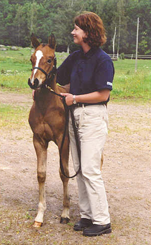 Ophera, hbl sto brun, (e. Elcatero ox – u. Warita e. Mintage xx). Bilden är tagen vid fölmönstring i Gamleby augusti 2000, resultat: klass I. Premieringsförättare: Hans Barkevall. Uppfödare: Jan Rosenholtz, Gamleby.