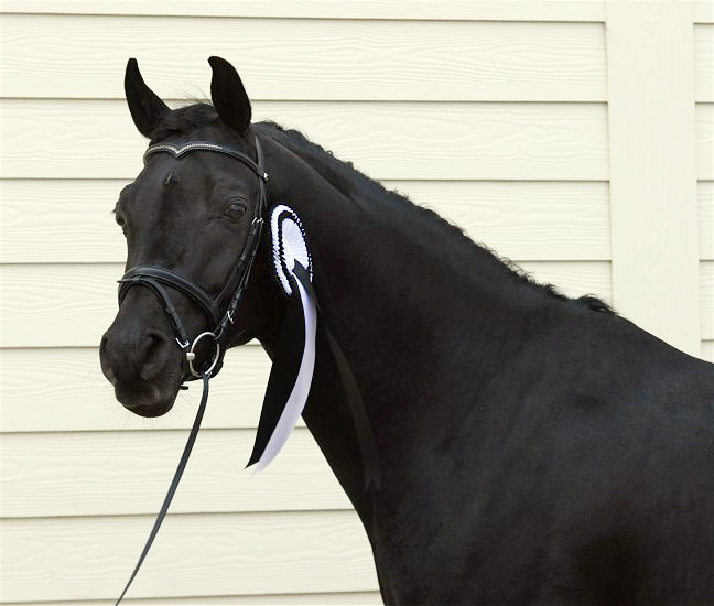 Homozygot svart hingst. 22 februari 2009. Foto: Jani Pedersen. PA Nafal Ibn Sharim ox (DE), född 2003, svart (homozygot), mkh: 160 cm, friröntgad för osteochondros och SCID (e. Pasha Sharim – u. PA Shah Nigra e. Shahin Ibn Naskhi). (FAI, N). Har genomfört 30-dagars test 2009 i Tyskland. Godkänd i Danmark för angloarab, shagya-arab och araber race, samt trakheneravel världen
över. Uppfödare: Polar Arabians, Tyskland. Ägare: Davidson Arabians, Charlotte Davidsen, Silkeborg, Danmark.