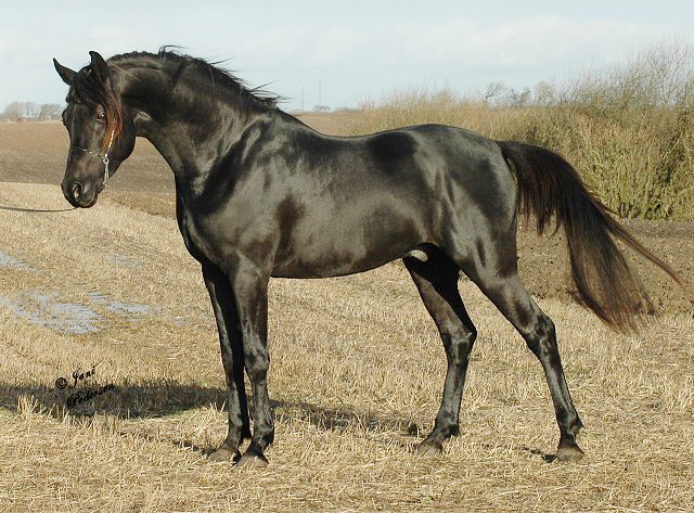 27 januari 2007. Foto: Jani Pedersen. PA Nafal Ibn Sharim ox (DE), född 2003, svart, mkh: 160 cm, friröntgad för osteochondros och SCID (e. Pasha Sharim – u. PA Shah Nigra e. Shahin Ibn Naskhi). (FAI). Har genomfört 30-dagars test i Tyskland mars 2009. Godkänd för trakehneravel världen över och godkänd
för angloarab, shagya-arab och araber race i Danmark. Uppfödare: Polar Arabians, Tyskland. Ägare: Davidson Arabians, Charlotte Davidsen, Silkeborg, Danmark.