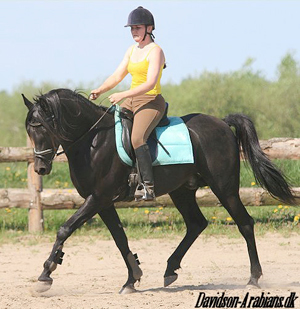 11 maj 2008. PA Nafal Ibn Sharim ox (DE), född 2003, svart (homozygot), mkh: 160 cm, friröntgad för osteochondros och SCID (e. Pasha Sharim – u. PA Shah Nigra e. Shahin Ibn Naskhi). (FAI, N). Har genomfört 30-dagars test i Tyskland mars 2009. Avelsgodkänd för trakhener, shagya-arab, angloarab och sportsarabere. Uppfödare: Polar Arabians, Tyskland. Ägare: Davidson Arabians, Charlotte Davidsen, Silkeborg, Danmark. Foto: Davidson-Arabians.dk.