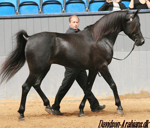 Internationell A-show, Vilhelmsborg, Danmark 19 juli 2008 – 88 poäng. Visad av Chris Van Schalkwijk. PA Nafal Ibn Sharim ox (DE), född 2003, svart (homozygot), mkh: 160 cm, friröntgad för osteochondros och SCID (e. Pasha Sharim – u. PA Shah Nigra e. Shahin Ibn Naskhi). (FAI, N). Har genomfört 30-dagars test 2009. Godkänd för trakehneravel världen över och godkänd
för angloarab, shagya-arab och araber race i Danmark. Uppfödare: Polar Arabians, Tyskland. Ägare: Davidson Arabians, Charlotte Davidsen, Silkeborg, Danmark. Foto: Davidson-Arabians.dk.