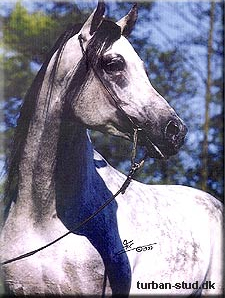 Pamour ox (DE), hingst skimmel född 1993, mkh: 162 cm, (e. Pamir PL – u. Federacja PL e. Tallin SU). Godkänd för angloavel i Danmark. Fryst semin. Uppfödare: Holger Ismer, Tyskland.