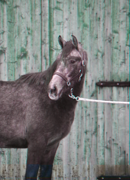 Björkängs Picasso x (21,875 % ox), skimmel hingst född 2007 (e. Eighty Eight Keys xx – u. Rislyckans Samantha x e. Stubin x) fick 7,8,6,8,8,8 = 45 poäng på Angloriks 2008, 30-års jubileumsutställningen i Halmstad. Picasso blev 2:a i sin klass. Picasso är 1 år på bilden. Foto: Carro Pont, 2008.