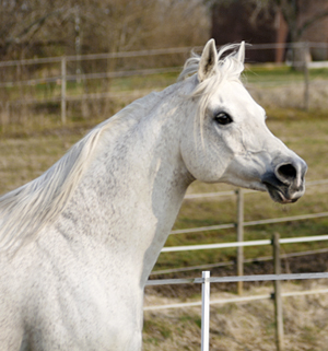Plagiat PL ox (e. Batyskaf PL - u. Perforacja PL e. Ernal PL), mkh: 153 cm, heterozygot skimmel. 2006: Hingstchapion på Internationell B-show i Norge, 5:a på Elran Cup i Belgien, Klassvinnare på Skandinavian Open, Blommeröd, med 91 poäng. Uppfödare: Bialka Stud, Polen. Foto: Anki Lundberg, april 2008 Gamleby, Småland.