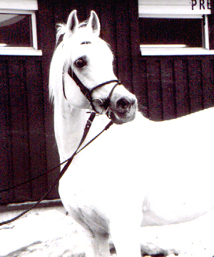 Primo ox (e. Engano PL – u. Polka e. Pohaniec), B-premierad med 41 poäng och Svensk rikschampion 1991. Har lämnat godkända hingstarna Shalomon RP 140 och Kiran RP 140 i Svensk Ridponnyavel.