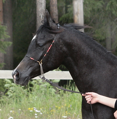 Pryzmatic ox, sto skimmel född 2007, (e. CE Magnum BE – u. Polifonia PL e. Primo). Uppfödare: Arvak Nord, Luleå. Foto: Anki Lundberg, Piteå 2008.