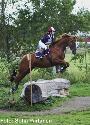Miranda Kedbäck och Queen Teemer x, sto fux född 2004 (e. Business x) går här en debutantfälttävlan i Örebro 5-6 september 2009 och det blev en clear round-placering. Foto: Sofia Partanen.