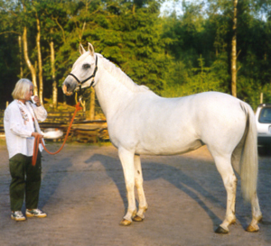 Madelen Ohlzon och AB-premieriad Rislyckans Samantha x (43,75 % ox) e. Stubin x (25 % ox) 1101 – u. Menuette x (62,5 % ox) e. Marabou x (50 % ox). Poäng på Angloriks 2006: 8,7,8,8,8 = 39p, Guld. Samantha har över 1.000 godkända tävlingskilometer i distans och är tävlad till och med 120 km. Årets Anglo 2007 och 1998.
