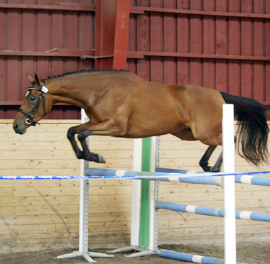 Ronja x (38,58 %), sto brun född 2005 (e. Emetyt x – u. Rybitwa x e. First des Termes x). Bästa Hopphäst Angloriks 2008, hoppning: 8/9, Hoppdiplom, exteriörpoäng: 8,8,6,6,6,7 = 41 poäng, stamboksförd. Foto: Camilla Björklund.