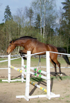 Ronja x (38,58 % ox), brunt sto född 2005 (e. Emetyt x – u. Rybitwa x e. First des Termes x). Ronja är linjeavlade på Arlequin x. Uppfödare: Iwona Knaziak, Nybro, Kalmar län. Foto: Iwona Knaziak.