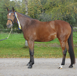 Ronja x (38,58 % ox), sto brun född 2005, mkh:162 cm, (e. Emetyt x – u. Rybitwa x e. First des Termes x FR). Uppfödare: Iwona Maria Knaziak. Ronja x blev bästa hopphäst, betyg 8 och 9, på Angloriks 2008 och fick hoppdiplom.