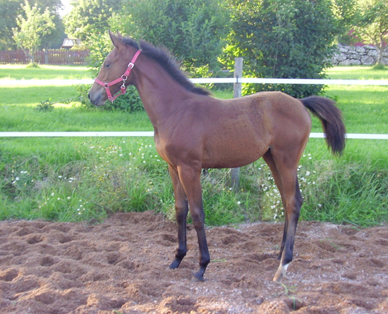 Ronja x (38,58 % ox), sto brun född 2005 (e. Emetyt x – u. Rybitwa x e. First des Termes x). Ronja är linjeavlade på Arlequin x. Uppfödare: Iwona Knaziak, Nybro, Kalmar län. Bilden är tagen i juni 2005 av Iwona Knaziak. Ronja x blev Bästa Hopphäst på Angloriks 2008 (8/9) och hon tilldelades Hoppdiplom (17 p), samt blev stambokförd i SAAF.