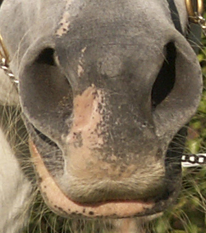 Rosa/svartprickig mule på arabsto. Foto: Anki Lundberg.