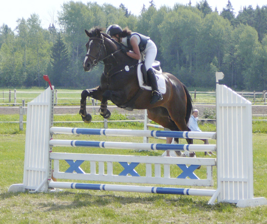 Royal Chateau x (26,63 %) valack mörkbrun född 2001 (avlad genom fryst semin), e. Shiva du Loup x 772 FR – u. Royal Charisma x (21,875 %) – e. Shaftesbury xx 810. Resultat Angloriks 2002: 887777/44 poäng, hoppning: 6/7. Uppfödare: Christina Wågström, Molkom, Värmland. Foto: Camilla Björklund.