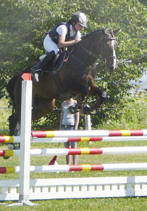 Royal Chateau x (26,63 %), valack mörkbrun född 2001, (e. Shiva du Loup x FR – u. Royal Charisma x e. Shaftesbury xx 810). Royal Chateau tävlar lätt klass i hoppning och han har startat en 140-hoppning. Valacken är framavlad på fryst semin. Foto: Camilla Björklund.