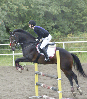 Royal Chateau x (26,63 %) valack mörkbrun född 2001 (avlad genom fryst semin), e. Shiva du Loup x 772 FR – u. Royal Charisma x (21,875 %) – e. Shaftesbury xx 810. Royal Chateau fick 47 p vid fölmönstring ( 8,8,7,8,9,7). Uppfödare: Christina Wågström, Molkom, Värmland. Foto: camilla Björklund.