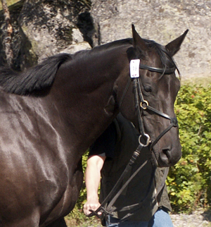 Royal Secret x (50 % ox), sto e. Wilbur ox – ue. Columbian Friend xx. Foto: Anki Lundberg
