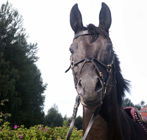 Royal Secret x (50 % ox), svart sto e. Wilbur ox – ue. Columbian Friend xx. Foto: Anki Lundberg