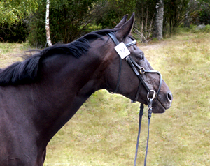 Royal Secret x (50 % ox), svart sto (e. Wilbur ox – ue. Columbian Friend xx) i väntan på löshoppning. Foto: Anki Lundberg