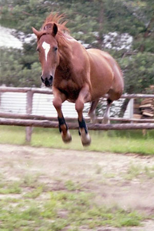Rybitwa x, sto fux (e. First des Termes x). Angloarab med polsk härstamning. Ägare: Iwona Knaziak, Nybro, Kalmar län. Foto: Iwona Knaziak. 2005 födde Rybitwa angloavkomman Ronja (e. Emetyt x). Ronja x blev Bästa Hopphäst på Angloriks 2008 (8/9) och hon tilldelades Hoppdiplom (17 p), samt blev stambokförd i SAAF. Uppfödare till Ronja är Iwona Knaziak.
