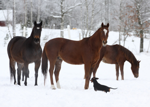 Rybitwa x, Raisa x och Damaris jan 2011. Ägare Iwona Knaziak. Rybitwa x e First des Termes x u Rotacja xx, Raisa x e Emetyt x u Rybitwa x, Damaris e Don Romantic u Rybitwa x. Foto Magdalena Gajewska.