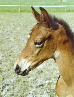 Stornäs Miqrona x (31,25 % ox), Sektion I, *AA*, sto brun född 2006, (e. San Quintero xx 999 GB – u. Born To Be Bright x (62,5 % ox) e. Wildvogel xx). Uppfödare: Stefan Karlsson, Eskilstuna. Foto: Irene Ljung.