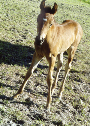 Stornäs Miqrona x (31,25 % ox), Sektion I, *AA*, sto brun född 2006, (e. San Quintero xx 999 GB – u. Born To Be Bright x (62,5 % ox) e. Wildvogel xx). Uppfödare: Stefan Karlsson, Eskilstuna. Foto: Irene Ljung.