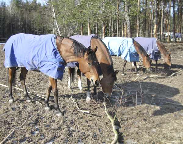 Stornäs Miqrona x (31,25 % ox), sto brun född 2006 (e. San Quintero xx 999 GB – u. Born To Be Bright x e. Elcatero ox 913). Uppfödare: Stefan Karlsson, Eskilstuna.