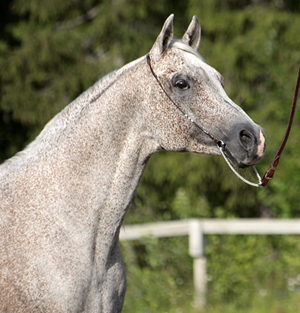 Serum ox (e. Ernal PL – u. Saleta e. Etnograf PL), född 1992, mkh: 160 cm, heterozygot skimmel. Modern Saleta blev Rikschampionungsto 1988. Serum: Klassvinnare, hingstchampion och BIS på internationell C-show 2008 i Piteå. Ägare: Jennie Jonsson i Västmark, Luleå. Foto: Anki Lundberg, juli 2008 Piteå.