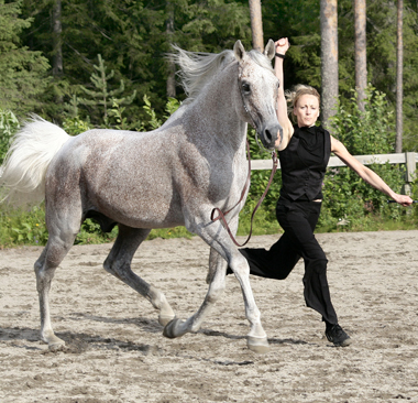 Jennie Jonsson och Serum ox (e. Ernal PL – u. Saleta e. Etnograf PL), född 1992, mkh: 160 cm, heterozygot skimmel. Modern Saleta blev Rikschampionungsto 1988. Serum: Klassvinnare, hingstchampion och BIS på internationell C-show 2008 i Piteå. Ägare: Jennie Jonsson i Västmark, Luleå. Foto: Anki Lundberg, juli 2008 Piteå.