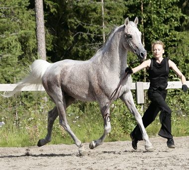 Jennie Jonsson och Serum ox (e. Ernal PL – u. Saleta e. Etnograf PL), född 1992, mkh: 160 cm, heterozygot skimmel. Modern Saleta blev Rikschampionungsto 1988. Serum: Klassvinnare, hingstchampion och BIS på internationell C-show 2008 i Piteå. Ägare: Jennie Jonsson i Västmark, Luleå. Foto: Anki Lundberg, juli 2008 Piteå.