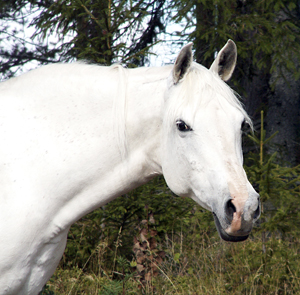 Setif x (75 % ox), sto skimmel (e. Mustang ox – ue. Dschaffar ox) i Kalix, Norrbotten. Foto: Anki Lundberg
