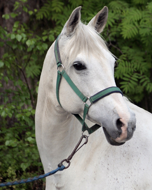 Setif x (75 % ox) skimmel sto (e. Mustang ox – ue. Dschaffar ox) i Kalix, Norrbotten. Foto: Anki Lundberg