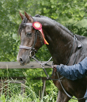 Shah Habib ox (e. Elcatero) vann Galopp Magasinet Cup, 14 juni 2009, Strömsholm. I V5:ans 4:e avdelning söndagen den 14 juni vann Shah Habib född 2005 med 5 1/2 hästlängd. Bansträckning var 2.100 meter på gräs. Jockey: Josephine Chini, (61,5 kilo). Det var Shah Habibs första start i Sverige. Foto: Anki Lundberg.