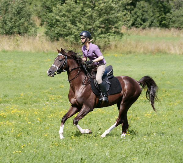 Shah Habib ox, mörkfux hingst född 2005, (e. Elcatero – u. Shananaa e. Figaro), mkh:154 cm (4 år). Vinnare av Galopp Magasinet Cup 2009. Avelsvärderad 2009: 8,8,8,7,7 = 38 poäng, Klass I. Röntgad u.a. has och bakknän, ATG Kalmar, mars 2009. Foto: Kenth Konradsson, 25 juli 2009, Gamleby, Småland.