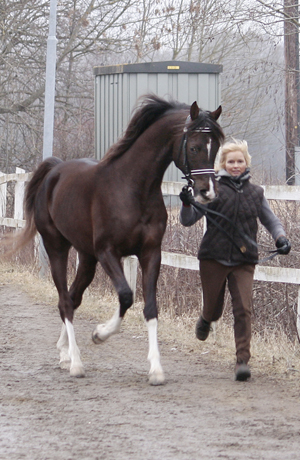 Klass I-hingst. Shah Habib ox (e. Elcatero) på avelsvärdering på Grevagården i Skövde lördagen den 7 mars 2009. Resultat: 8, 8, 8, 7, 7 = 38 poäng, Klass I. Shah Habib visades av Daniel Forsback från Munka-Ljungby i Skåne. Shah Habib, hingst mörkfux född 2005, (e. Elcatero – u. Shananaa e. Figaro), mkh:154 cm (4 år). Löpt som 3-åring 2008 i Polen. 11 starter 2008: 0-1-0-4. Röntgad i bakknän och haser u.a. 19 mars 2009, ATG-Kalmar. Uppfödare och ägare: Stuteri Tjust araber, Småland. Foto: Katarina Törngård.