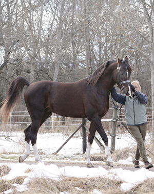 Shah Habib ox, hingst mörkfux född 2005, (e. Elcatero – u. Shananaa e. Figaro), mkh:154 cm (4 år). Shah Habib har som treåring under 2008 tävlat på galoppbanan i Warszawa i Polen. Uppfödare och ägare: Stuteri Tjust araber, Gamleby, Småland. Shah Habib är helbror med Shah Khan som sålts till Förenade Arabemiraten i juli 2008. Även helsyskon med Årets bästa sto i svensk arabgalopp (SAGK) Shaninja 2002 samt Shadorah 2003. Foto: Disa Törngård, 27 februari 2009.