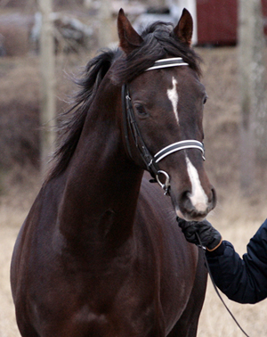 Shah Habib ox, hingst mörkfux född 2005, (e. Elcatero – u. Shananaa e. Figaro), mkh:154 cm (4 år). Uppfödare och ägare: Stuteri Tjust araber, Gamleby, Småland. Foto: Disa Törngård, 26 februari 2009.