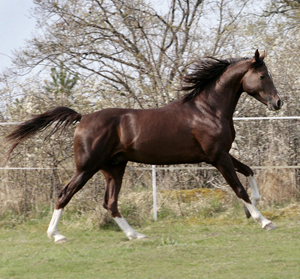 4 år. Shah Habib ox född 2005 (e. Elcatero). Shah Habib har 32,336425 % Crabbet-blod. Shah Habibs moder, Shananaa, har 42,797851 % Crabbet-blod. Fadern Elcatero har 21,875 % Crabbet-blod. Eldorado har 18,75 % (farfar). Foto: Anki Lundberg, 3 maj 2009, Gamleby, Småland.