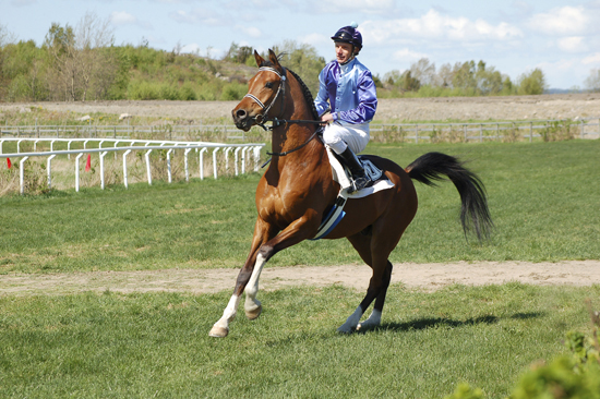 Shah Khan ox (e. Elcatero) på Göteborgs galoppbana. Shah Khan har totalt 1 seger och 4 placeringar på galoppen, insprugna pengar: 33.740 SEK. Shah Khan exporterades som distanshäst den 10 juli 2008 till England, sedan vidare till Förenade Arabemiraten. Ny ägare: Shejk Mohammed bin Rashid al Maktoum. Uppfödare: Stuteri Tjust Araber, Småland. Foto: Sandra Henriksson.